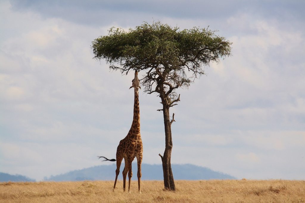 Lion Encounters In Safari Adventures: Real-Life Stories