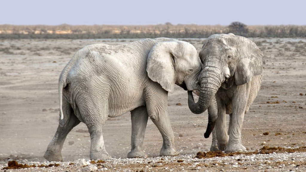 Lion Encounters In Safari Adventures: Real-Life Stories