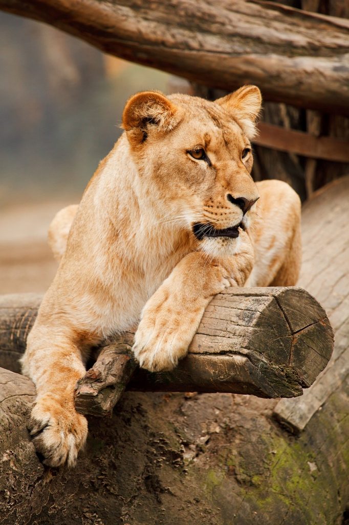 Lion Tourism: Get Insider Tips From Experts For A Memorable Safari