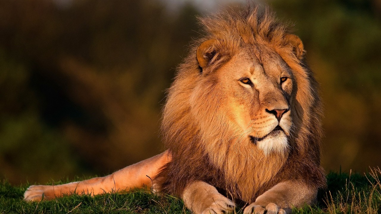 Research Techniques In Lion Studies: Experts Provide In-Depth Insights