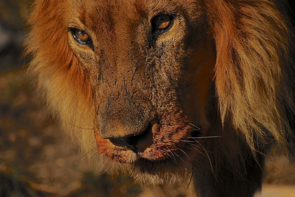 The Future Of Lion Conservation: Predictions And Priorities