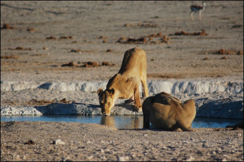 The Future Of Lion Conservation: Predictions And Priorities