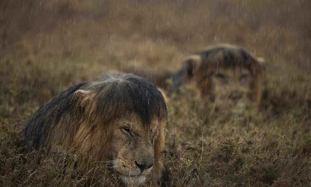 How Do Lions React To The Rain?