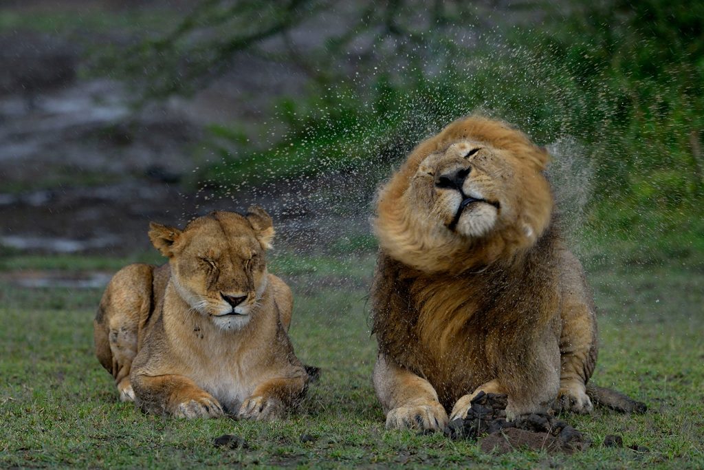 How Do Lions React To The Rain?