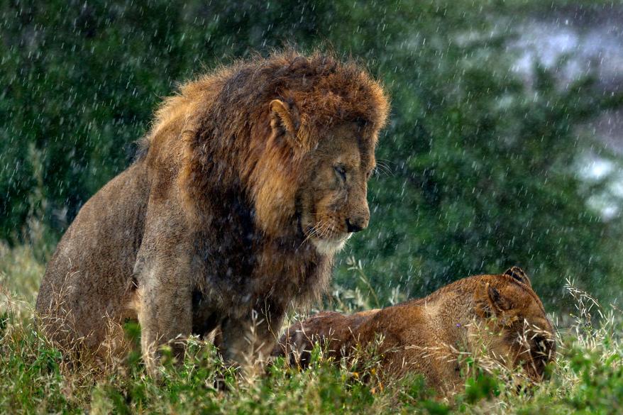 How Do Lions React To The Rain?