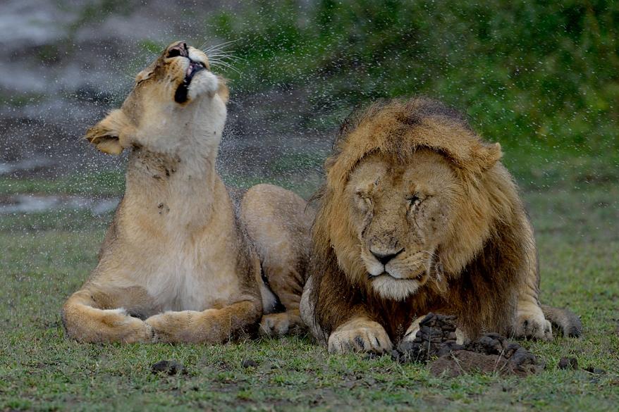 How Do Lions React To The Rain?