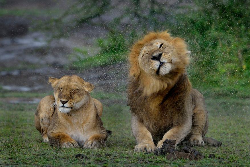 How Do Lions React To The Rain?