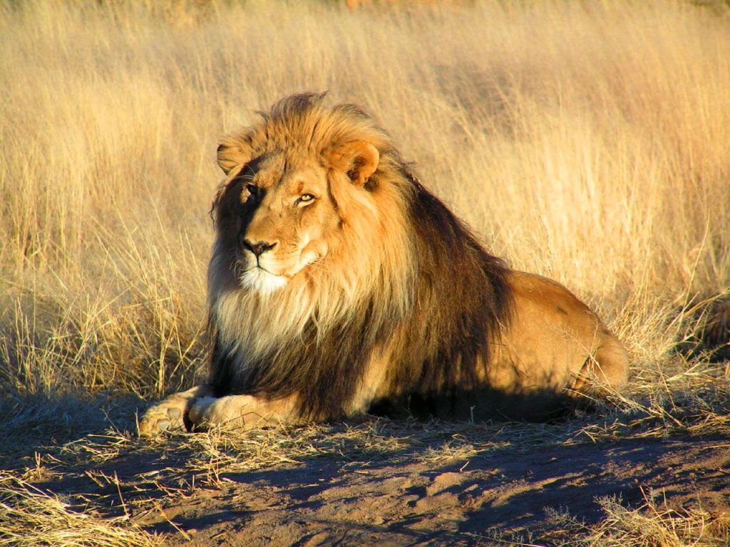 Lion DNA And Genetic Research: Encyclopedia Updates