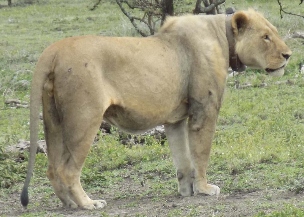 Conservation Of Maneless Lions: A Unique Challenge