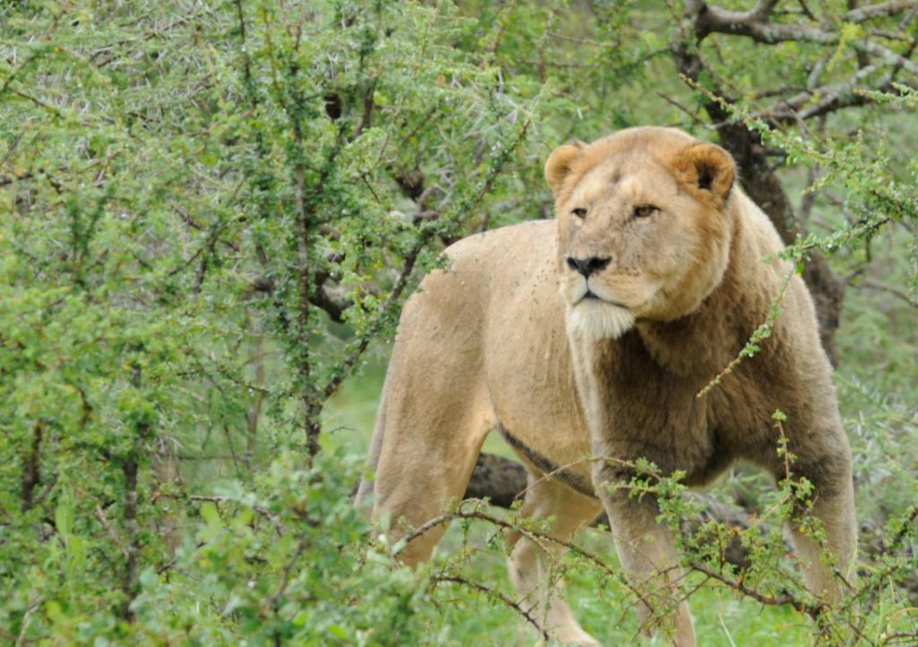 Conservation Of Maneless Lions: A Unique Challenge