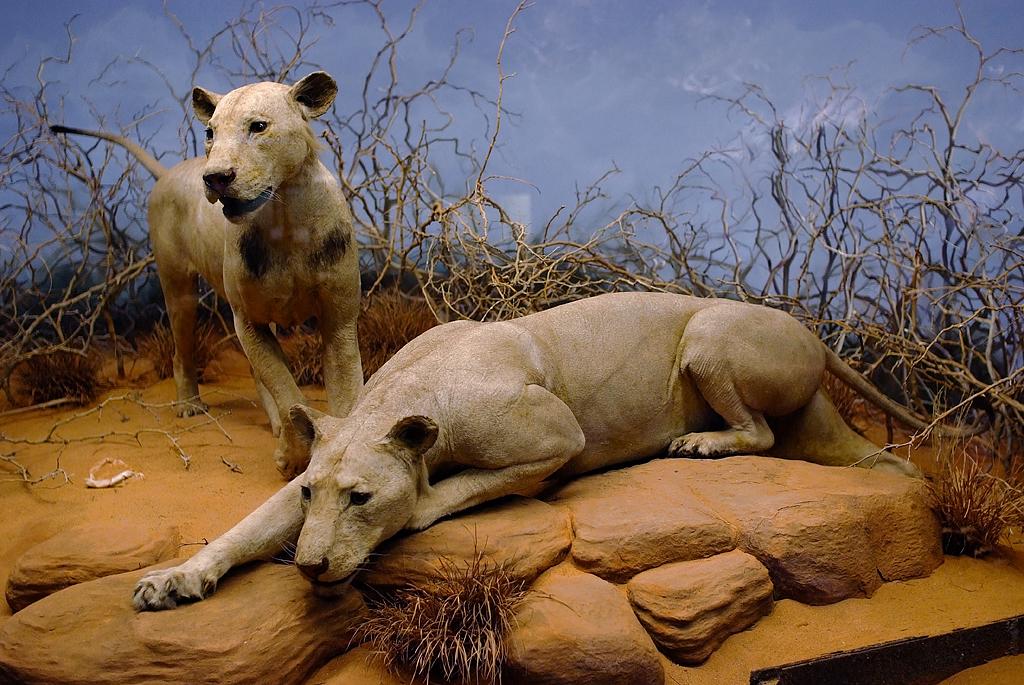 Conservation Of Maneless Lions: A Unique Challenge