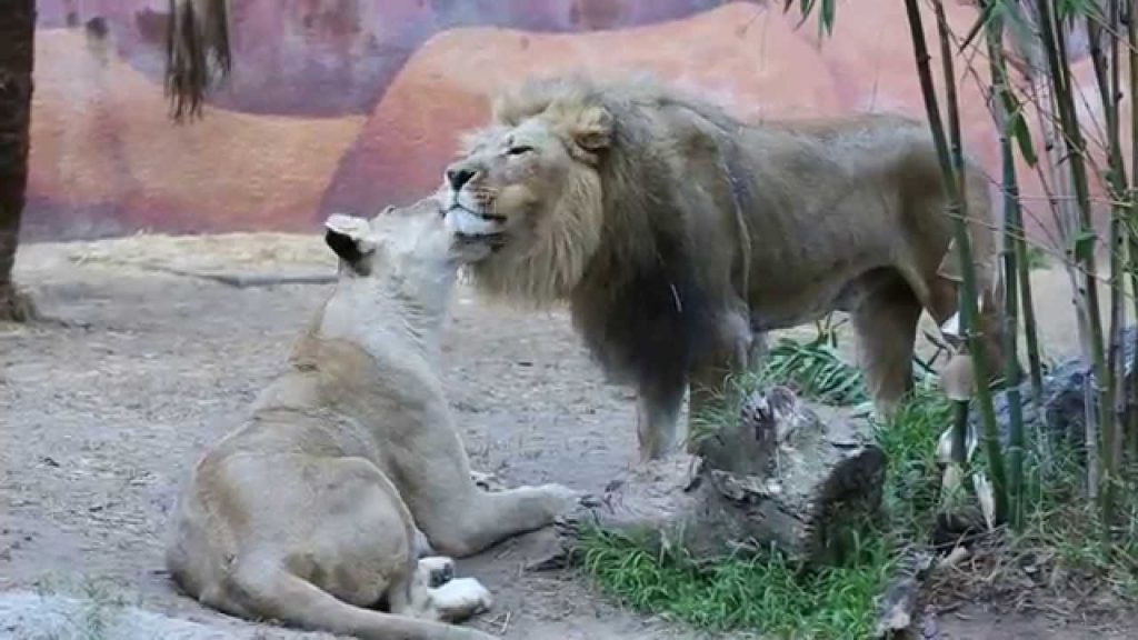 How Do Lions Show Love?