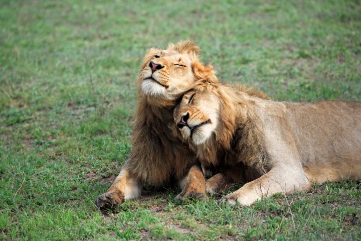 How Do Lions Show Love?