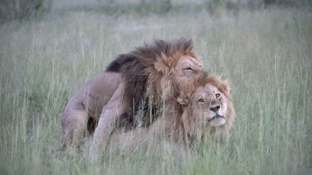 How Do Lions Show Love?