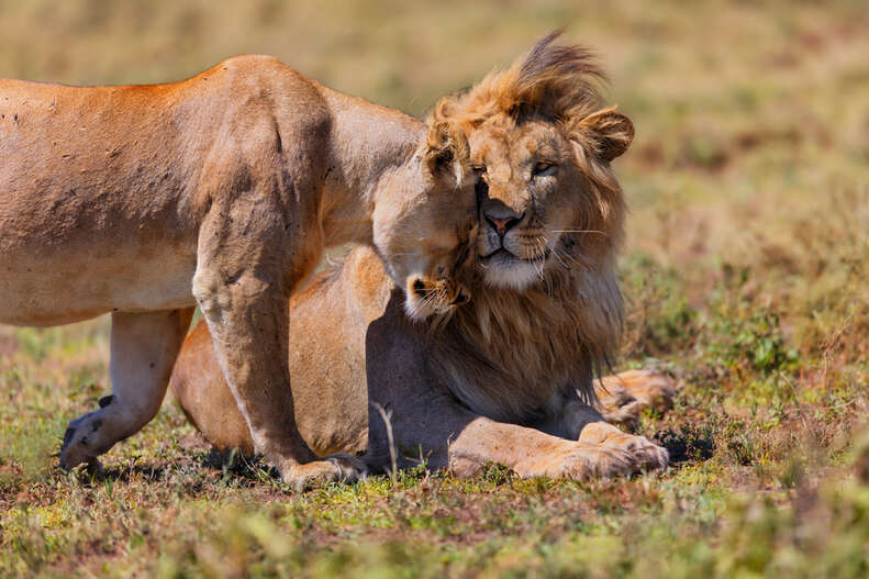 How Do Lions Show Love?