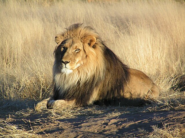 Why Do Lions Lick Themselves?