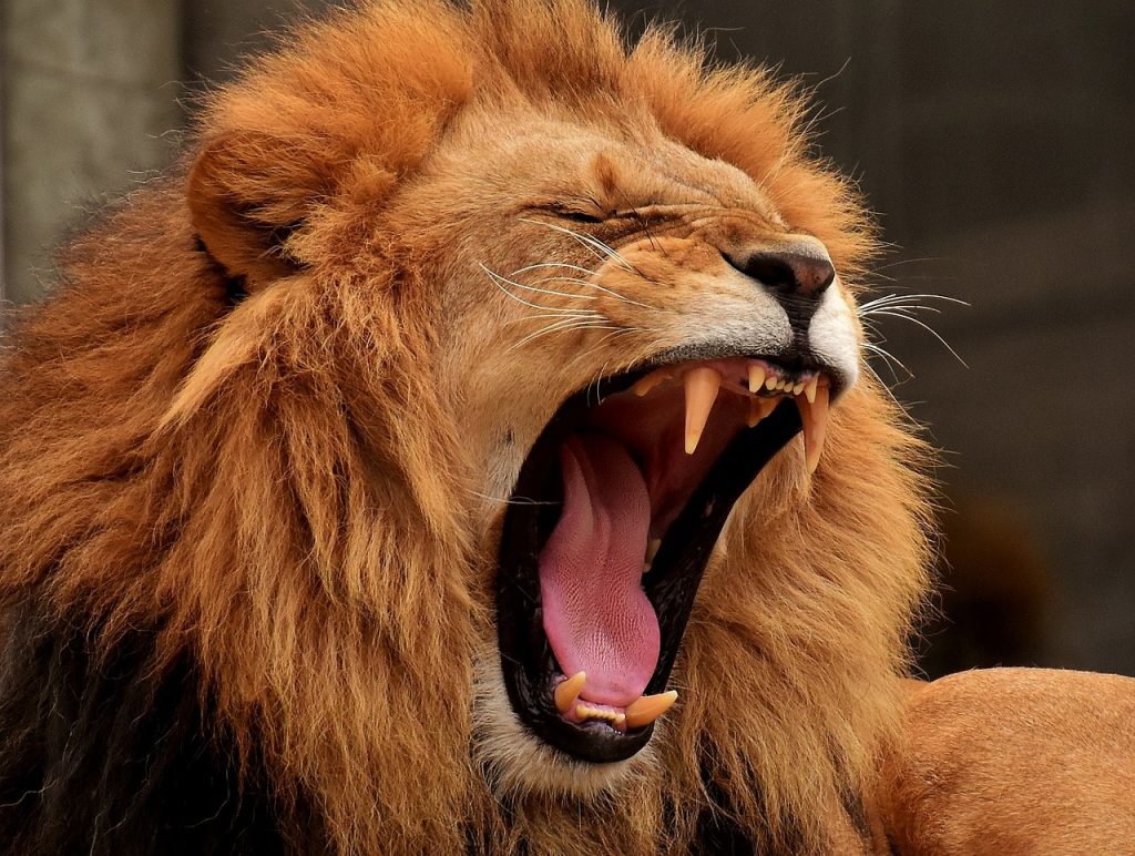 Can Lions Sing Songs?