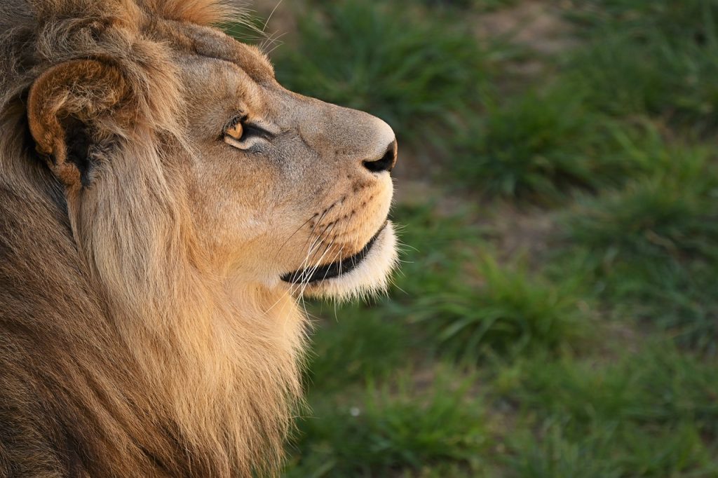 Can Lions Sing Songs?