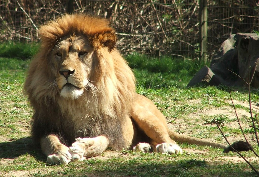 How Do Lions Stay Happy And Healthy?